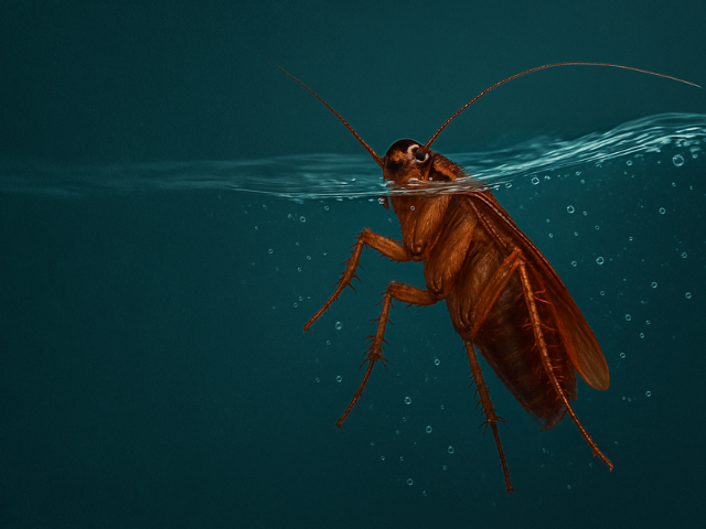 ¡Cucarachas en Puerto Rico que sobreviven bajo el agua!